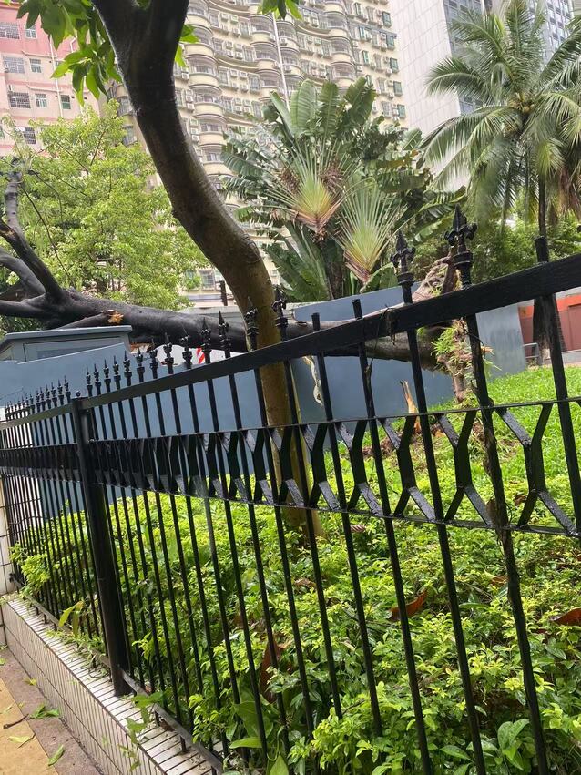 台风天倒下的树